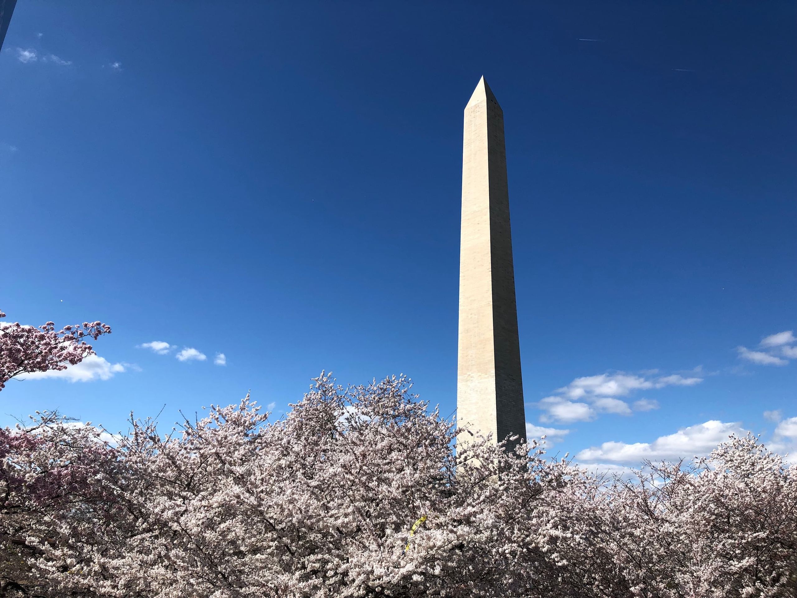 Washington Monument and cherry blossoms